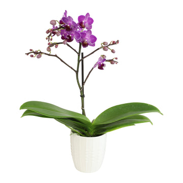 Purple Phalaenopsis Live Orchid Plant Lover Gift & White Orchid Pot, 11-15'' Tall, Live Plant Gift, Fresh Orchids Plants Live Ho