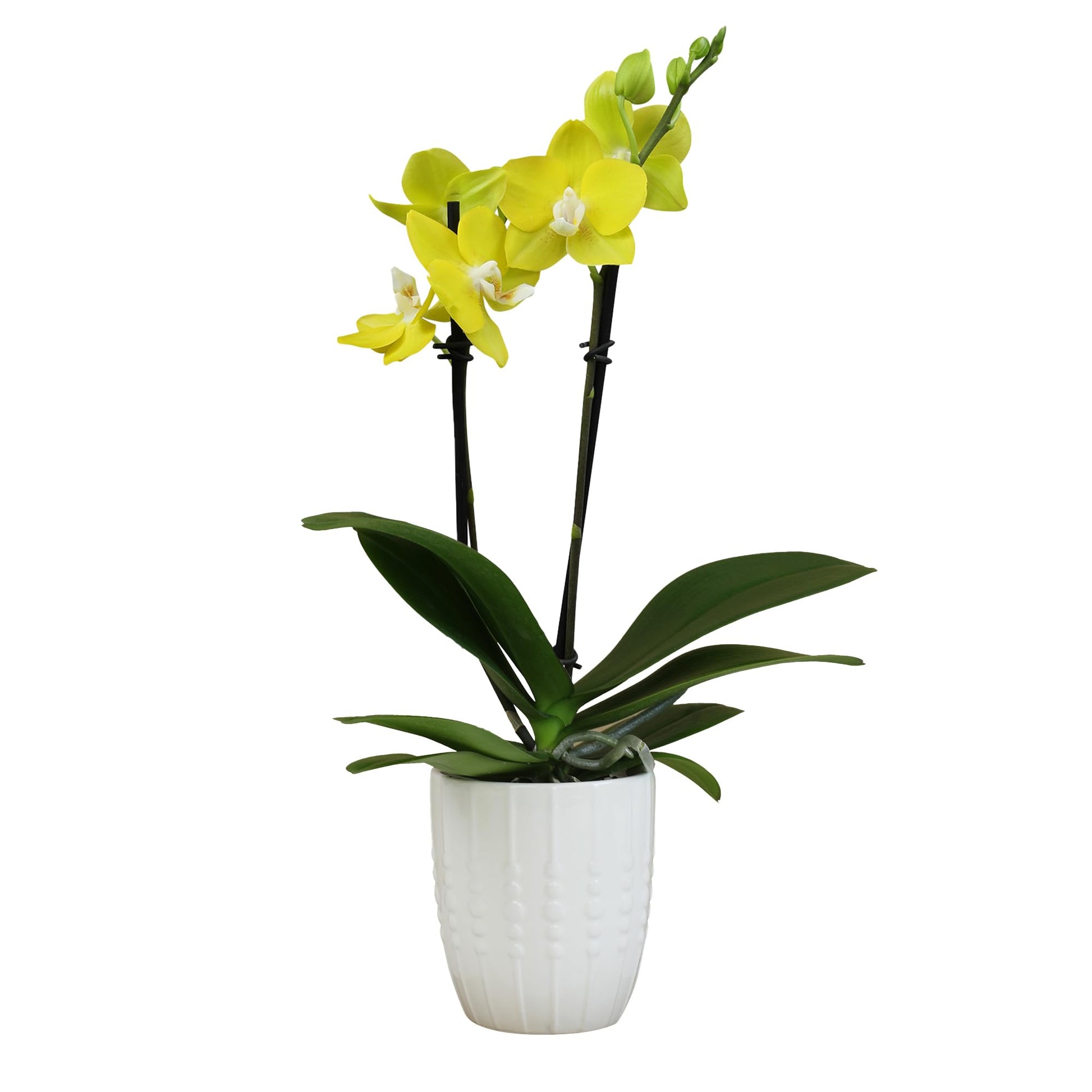 Yellow Phalaenopsis Live Orchid Plant 11-15'', White Orchid Pot, Live Plant Gift, Fresh Orchids Plants Live House Plants, Live P