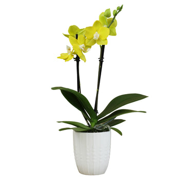 Yellow Phalaenopsis Live Orchid Plant 11-15'', White Orchid Pot, Live Plant Gift, Fresh Orchids Plants Live House Plants, Live P