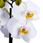 Decoblooms Living White Orchid Plant - 5 Inch Blooms - Fresh Flowering Home D  Cor