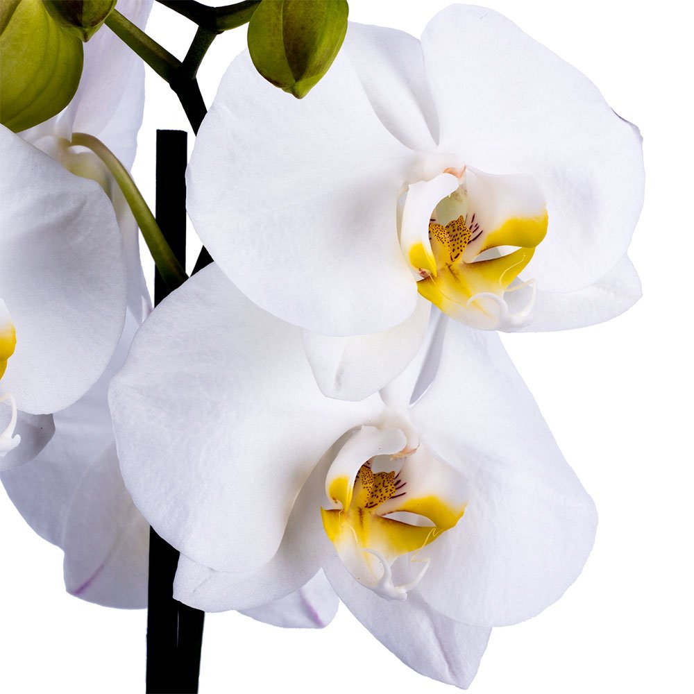 Decoblooms Living White Orchid Plant - 5 Inch Blooms - Fresh Flowering Home D  Cor