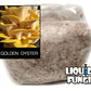 Golden Oyster Mushroom Grain Spawn - 1 Lb. Freshly Made & Ready To Use