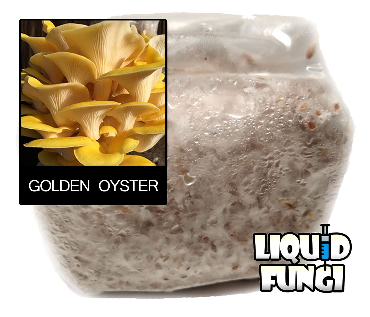 Golden Oyster Mushroom Grain Spawn - 1 Lb. Freshly Made & Ready To Use