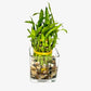 Two Tier Lucky Bamboo Indoor Live Plant In Glass Square Vase With Multi-Colored River Rocks, Live Lucky Bamboo, Feng Shui Plant,
