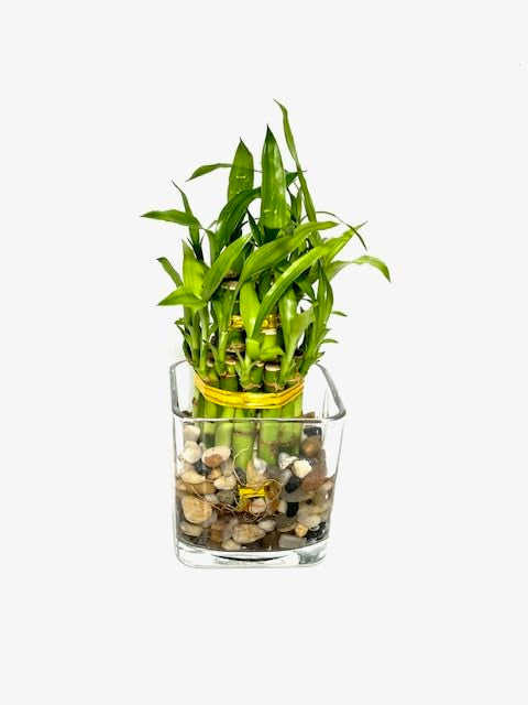 Two Tier Lucky Bamboo Indoor Live Plant In Glass Square Vase With Multi-Colored River Rocks, Live Lucky Bamboo, Feng Shui Plant,