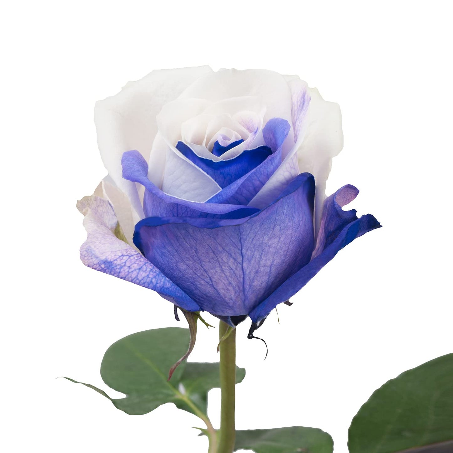 Blommingmore | Farm Fresh Natural | Tinted Purple and White Roses | 50 Stems | Home, Office, Wedding Decor, DIY, Party Event, Ho