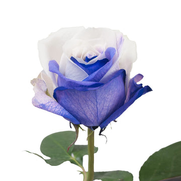 Blommingmore | Farm Fresh Natural | Tinted Purple and White Roses | 50 Stems | Home, Office, Wedding Decor, DIY, Party Event, Ho