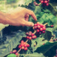 Alto Grande Super Premium Coffee Whole Beans, 2 Pound Bag (Pack Of 3)