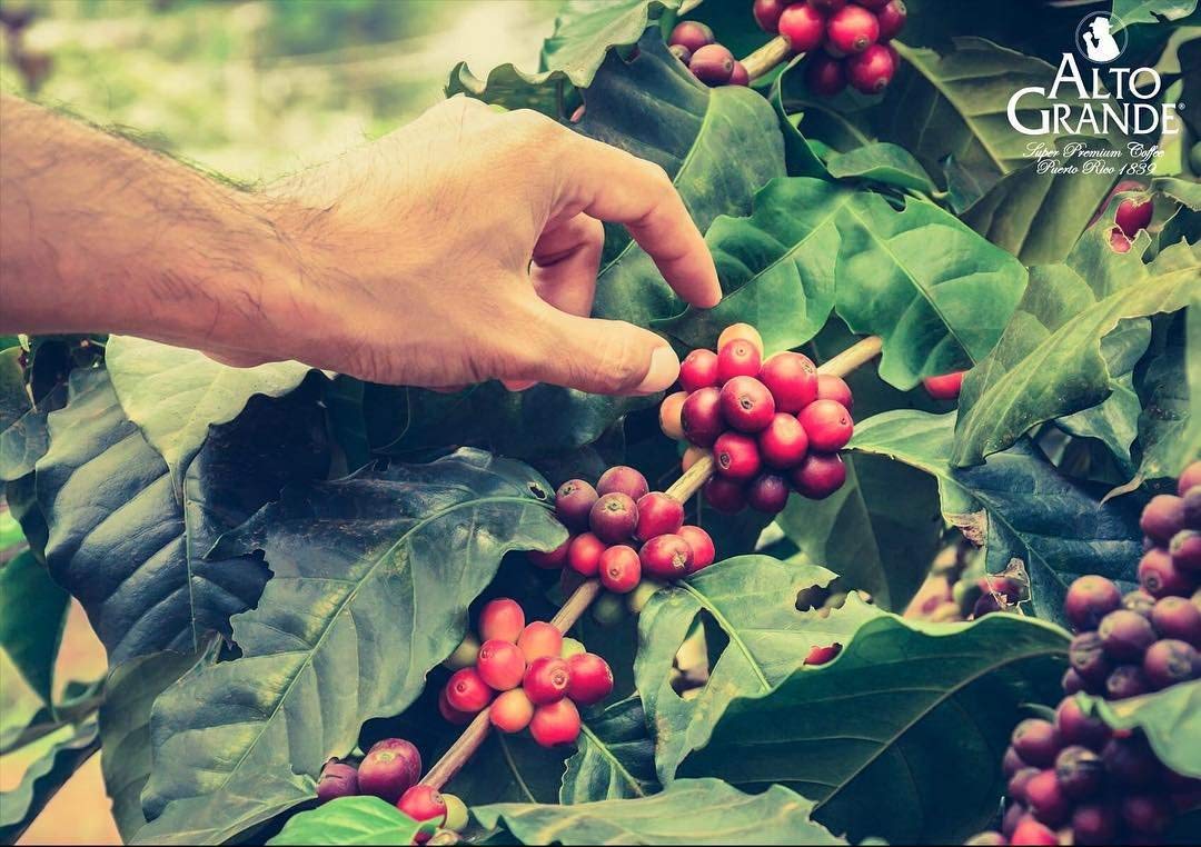 Alto Grande Super Premium Coffee Whole Beans, 2 Pound Bag (Pack Of 3)