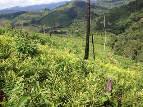 Non Gmo Fresh Ginger From Peru (1)