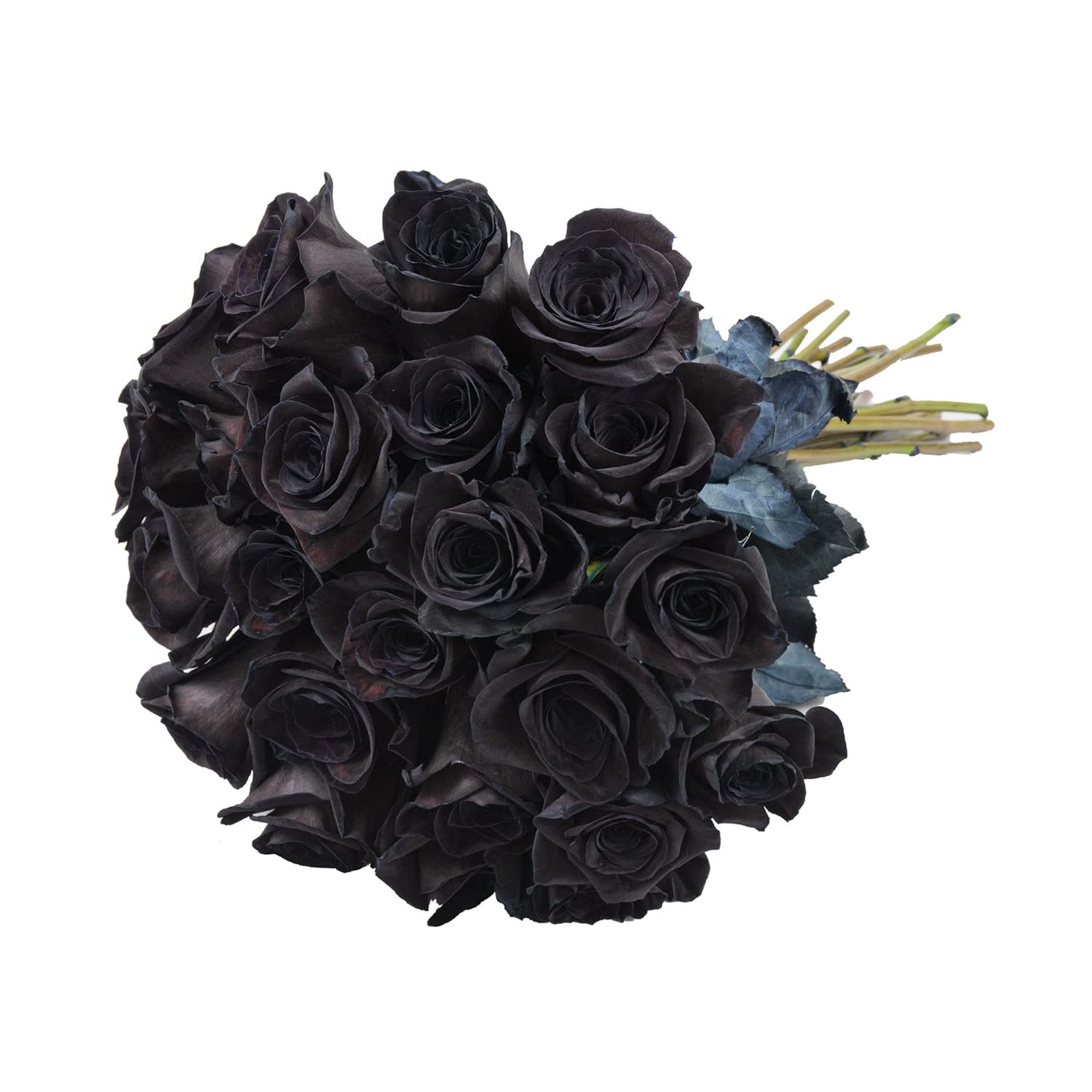 Bloomingmore | Fresh Cut Flowers | Black Roses | 50 Stems - 20 In | Home, Office, Wedding Decor, Diy, Party Event, Housewarming,