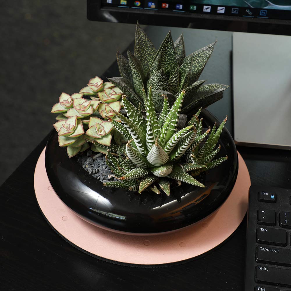 Altman Plants, Assorted Succulents Plants Live Houseplants (4Pk), Succulent Plants Home Office Plants Live Indoor Plants, Live P