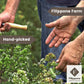 Organic Bay Leaves On Stem, 25 G (0.88 Oz), Laurel, Filippone, Picked Fresh Italian Dried Bay Leaf Sprigs, Sicilian, Freshly Gro