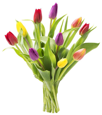 KaBloom Flowers -Valentine's Day Collection - 10 Assorted Tulips without vase, Gift for Birthday, Sympathy, Anniversary, Get Wel