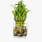 Two Tier Lucky Bamboo Indoor Live Plant in Glass Square Vase with Multi-Colored River Rocks, Live Lucky Bamboo, Feng Shui Plant,