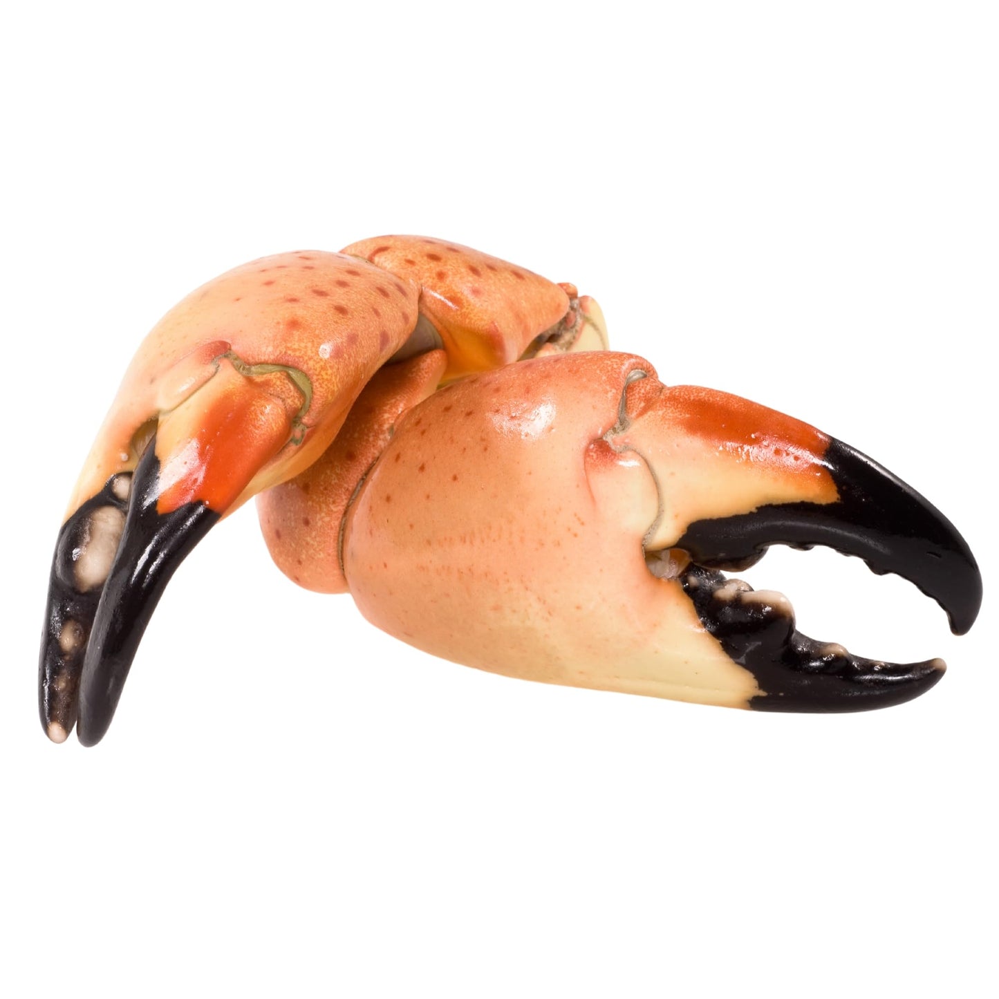 Florida Stone Crabs Claws-Medium 5-8 Claws Per Lb. Fresh Never Frozen wild Caught (5lbs)
