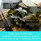 Oceans Balance Organic Whole Leaf Kombu - Dried Sea  Salad Mix - Gluten Free - 1oz Bag