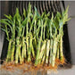 Lucky Bamboo 10 Stalks 4 inches with Butterfly Stake, No Green Thumb Required! Just add Water, Indoor Perennial Plants, Ideal Gi