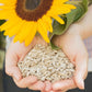 Raw Sunflower Seeds - Delicious Crunchy, Wholesome Snack Raw Shelled Sun Flower Seeds to Eat and Add in Food Recipes - Source of