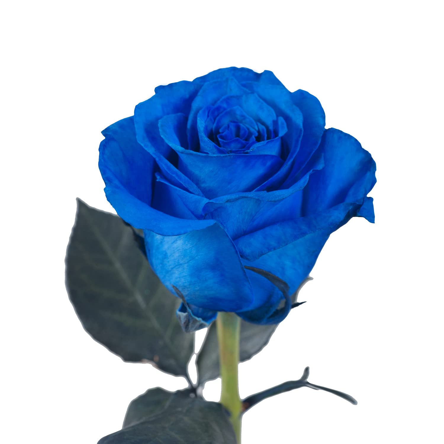 Bloomingmore | Farm Fresh | Natural Tinted Blue Roses | 100 Stems - 20 in | Home, Office, Wedding Decor, DIY, Party Event, House