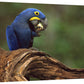 Hyacinth Macaw Eating Piassava Palm Nuts, Cerrado, Brazil-Canvas Art-36''X24''