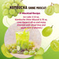 KAYFOOD Garden Daily Shinemuscat Kombucha Tea Powdered Mix, Probiotics & Prebiotics, Zero Sugar, 10ST