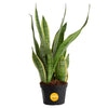 Costa Farms Sansevieria Growers Choice Snake Live Indoor Plant  12-Inches Tall  Grower Pot