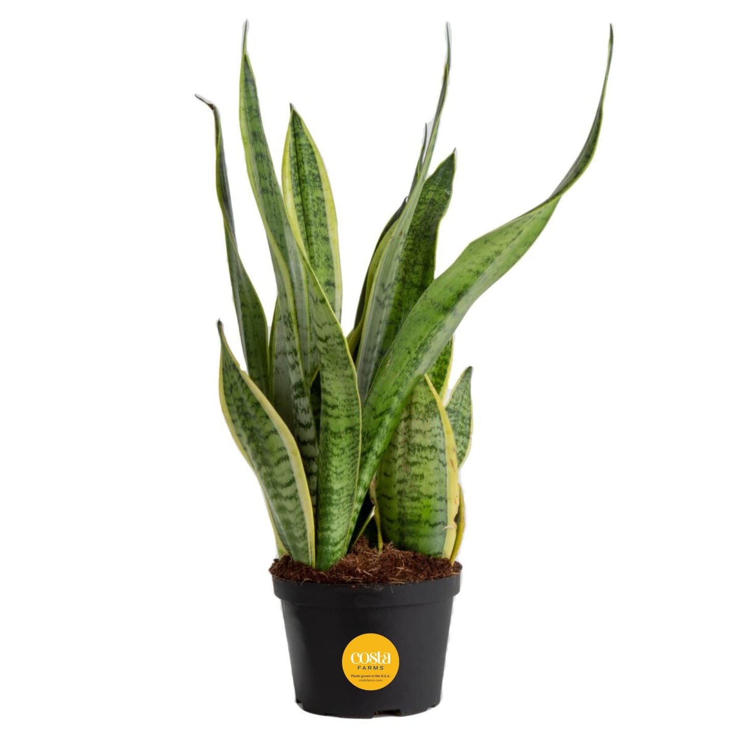 Costa Farms Sansevieria Growers Choice Snake Live Indoor Plant  12-Inches Tall  Grower Pot