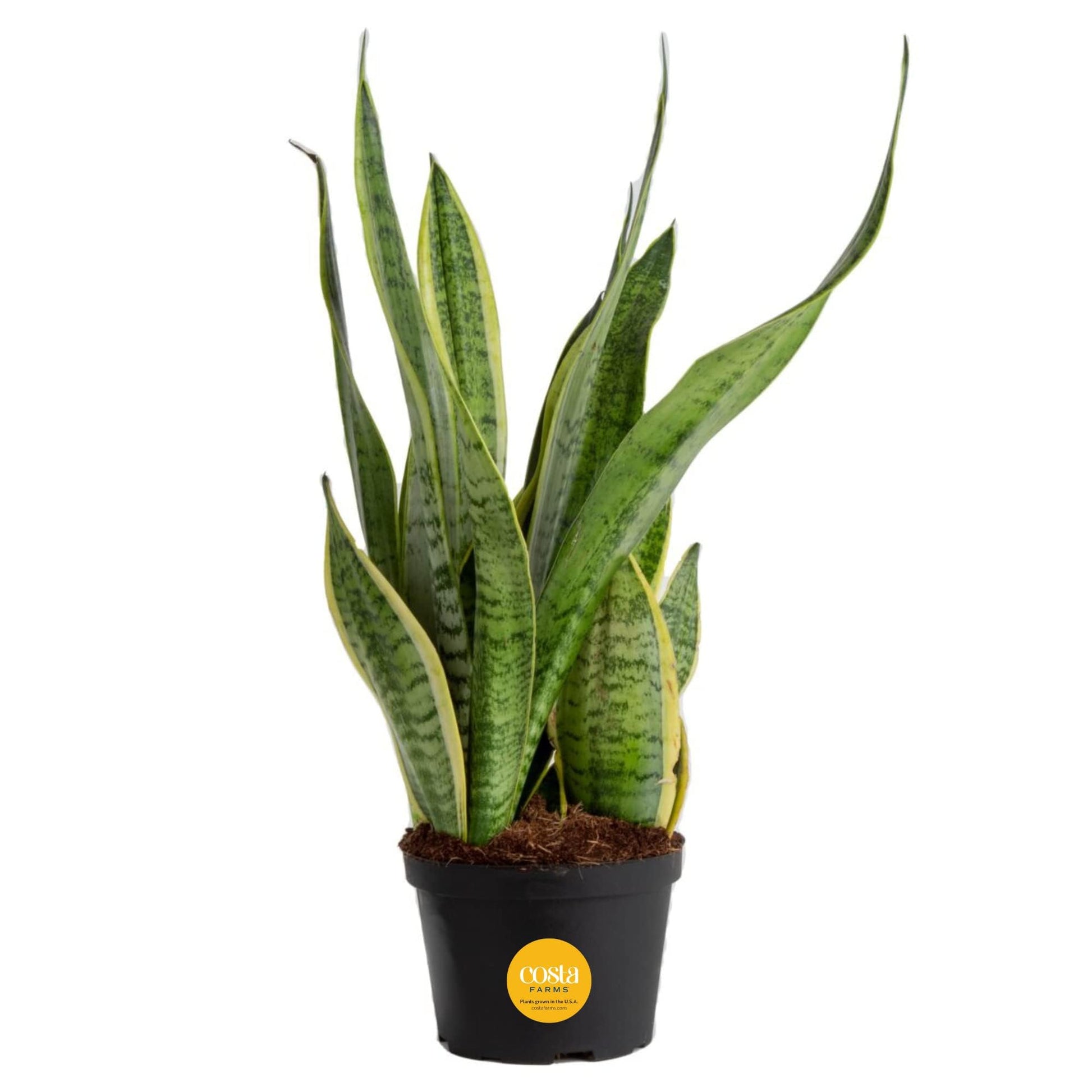 Costa Farms Sansevieria Growers Choice Snake Live Indoor Plant  12-Inches Tall  Grower Pot