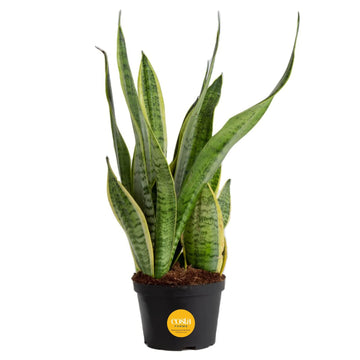 Costa Farms Sansevieria Growers Choice Snake Live Indoor Plant  12-Inches Tall  Grower Pot