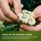 Premium Yarrow Tea Leaves | Naturally Aromatic, Freshly Packed Loose Leaf Yarrow