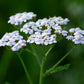 Yarrow Flowers - Ingredients: 100% Yarrow Flowers (Achillea Millefolium) - All Natural Ayurveda Herb - Net Weight: 1.05Oz / 30G