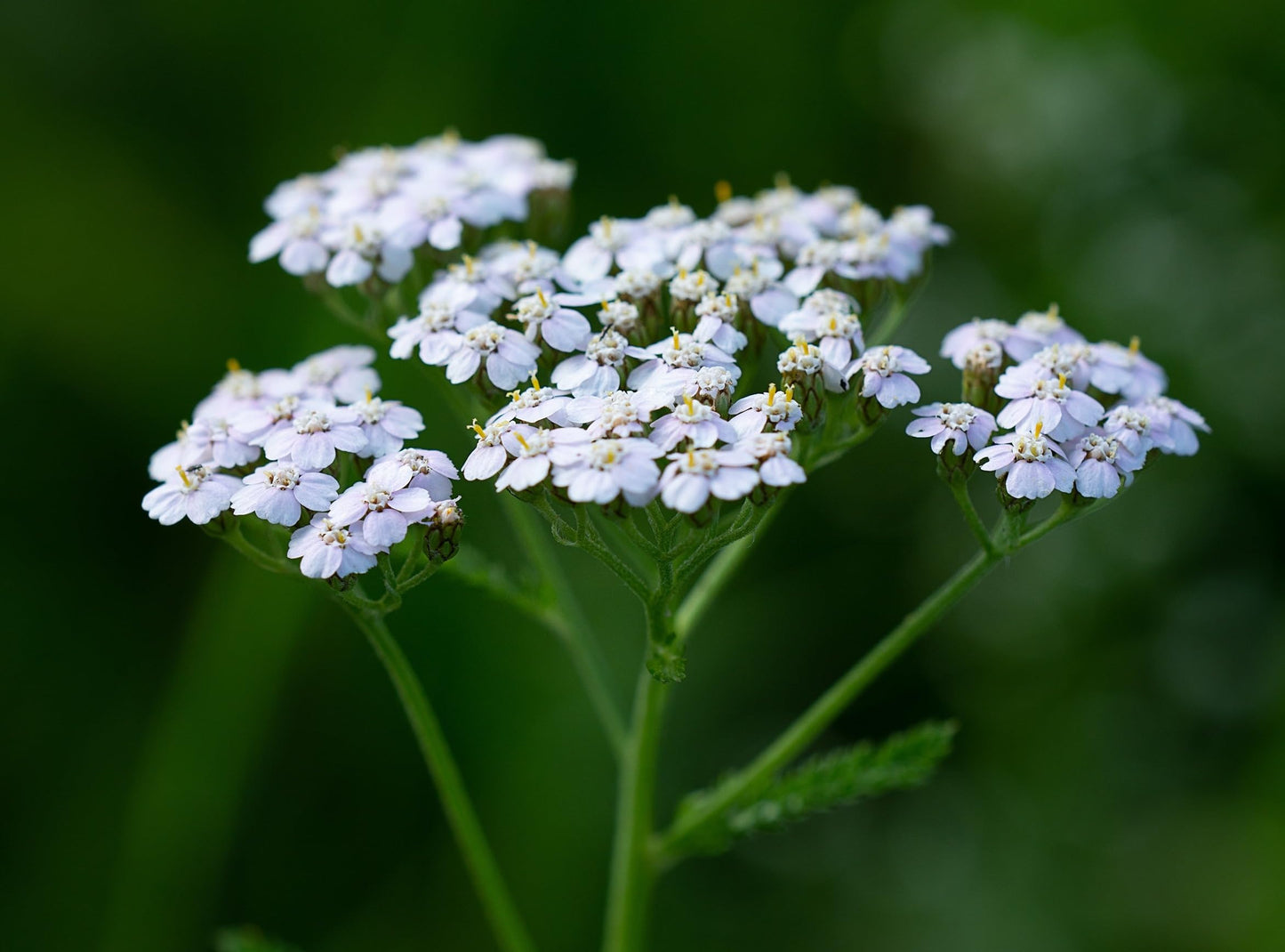 Yarrow Flowers - Ingredients: 100% Yarrow Flowers (Achillea Millefolium) - All Natural Ayurveda Herb - Net Weight: 1.05Oz / 30G
