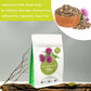 SAMCCI Milk Thistle Tea Bags - 50 Count, 100% Natural, Caffeine Free, Non-GMO, No Additives, No Sugar, Herbal Tea