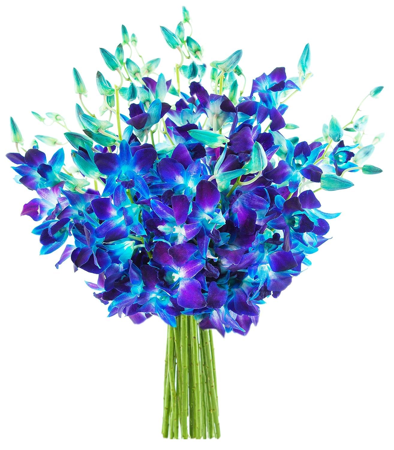 KaBloom Flowers -Valentines Day Collection - 20 Blue Orchid without vase  Gift for Birthday  Sympathy  Anniversary  Get Well  Thank You  Valentine  Mothers Day Fresh Flowers