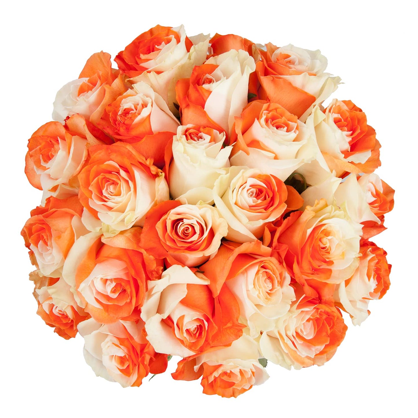 Bloomingmore | Fresh Cut Flowers | Natural Tinted Orange And White Roses | 50 Stems - 20 In | Home, Office, Wedding Decor, Diy,