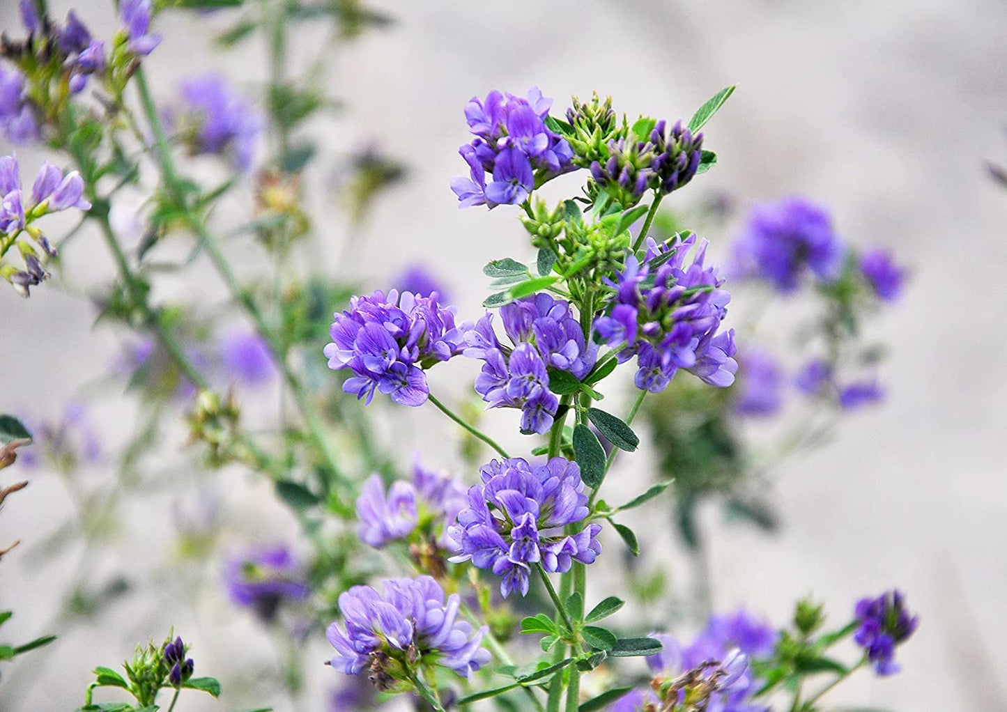Food to Live Alfalfa Seeds for Sprouting, 20 Pounds - Edible Seeds, Pure, Vegan, Kosher, Bulk. Rich in Vitamin K & C. High Germi
