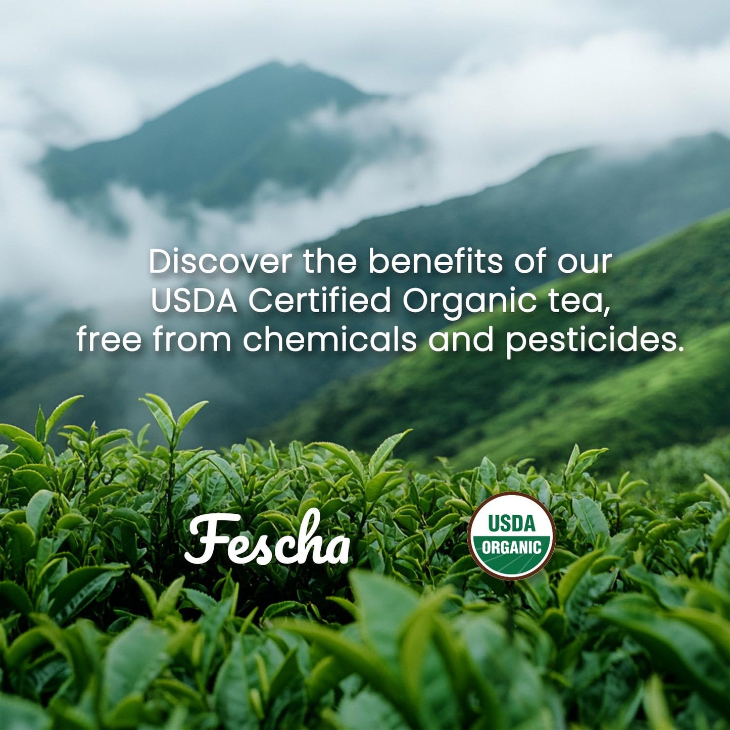 Fescha Organic Decaf Jasmine Green Tea Bags Flower-Scented Tea (100-Count), Eco-Conscious Tea Bags, Packed By Resealable Kraft B