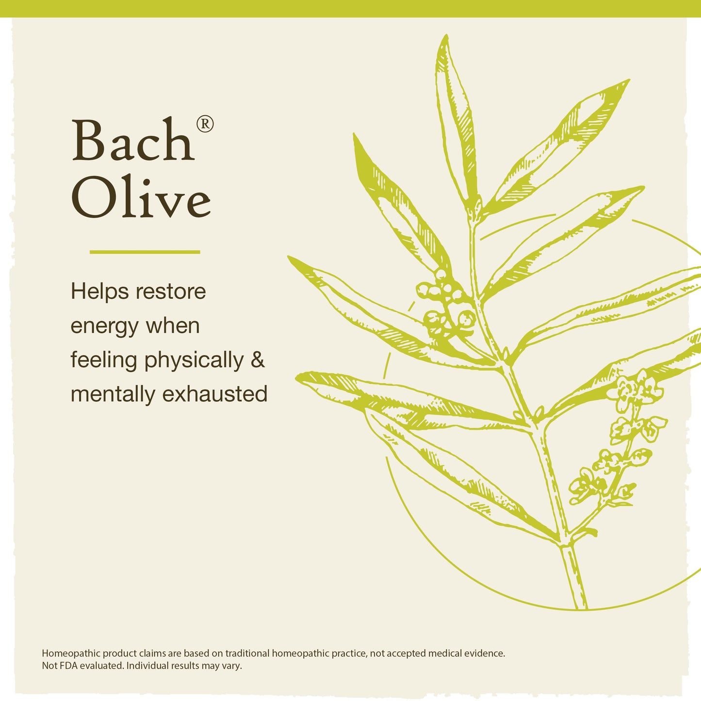 Bach Flower Olive