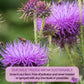 Vida Farm Milk Thistle Tea Bags - 125 Count, 100% Natural Seeds And Leaves, Dried Herbal Tea, Sugar Free, Caffeine Free