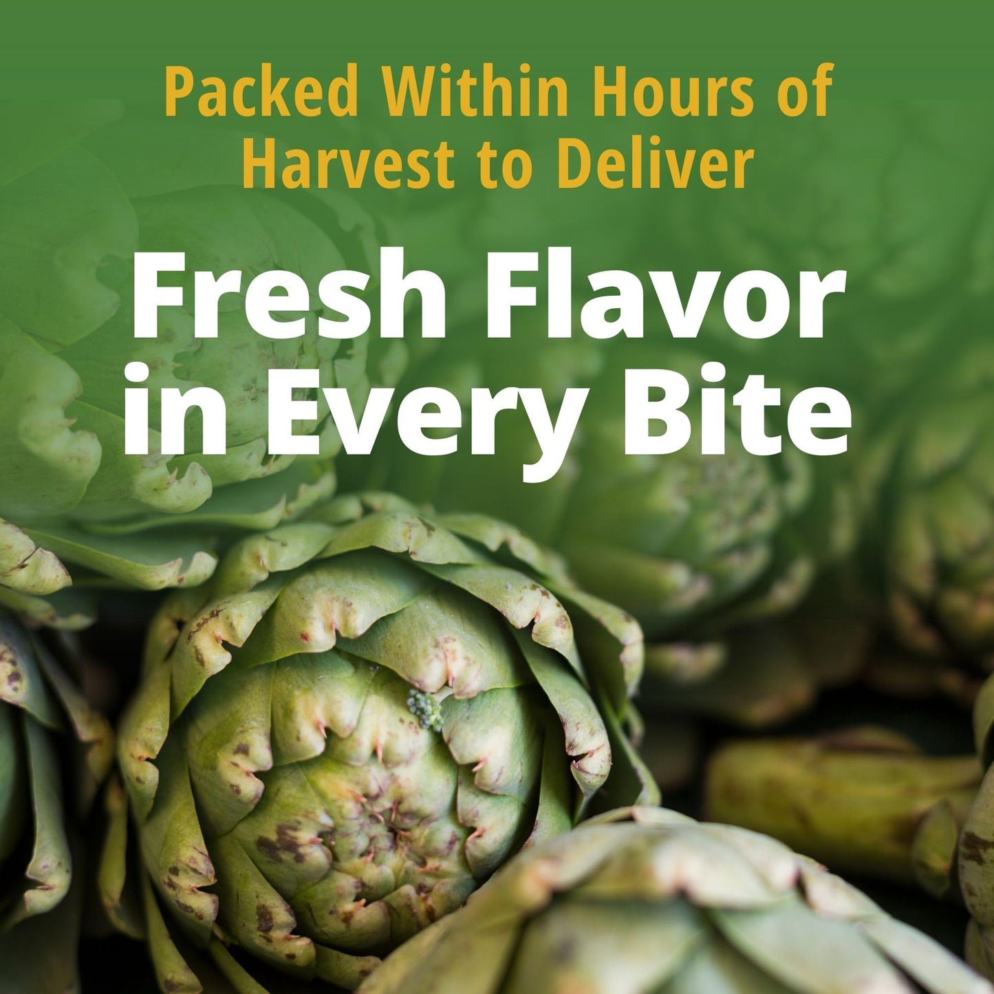 Del Monte Quartered Artichoke Hearts 14 oz. Can, 12 Pack
