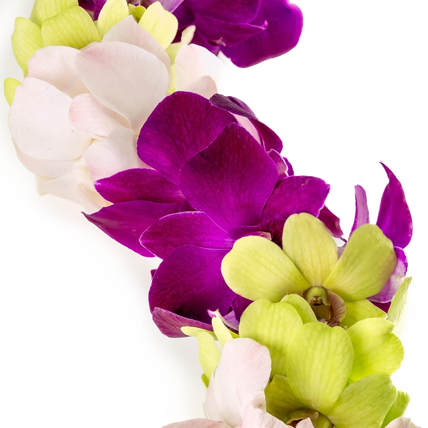 Generic Graduation Leis, Fresh Cut Orchids Flower Leis, Long-Lasting Double Leis Made Of Fresh Cut Purple, Pink And Green Orchid
