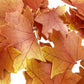 Edible Fall Leaves Set Of 35 Cake Decorations, Autumn Maple Leaf Cupcake Topper