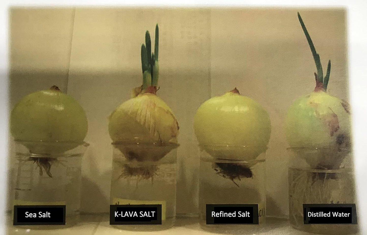 K-LAVA SALT-Koreas No.1 Bamboo Salt-Versatile 1x, Powder, 35.27 Ounce, VERY FINE Powder, great for PICKLING and CANNING, also f