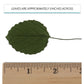 Global Sugar Art Hydrangea Leaves Sugar Cake Flowers Small Green, 30 Count By Chef Alan Tetreault
