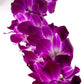 Generic Fresh Cut Orchids Flower Leis, Double Strand, Pink and Purple, Model Sonia, Perfect for Graduations and Party Decorations