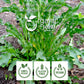 Organic Way Yellow Dock Root Cut & Sifted, Organic & Kosher Certified, 8 Ounce, Vegan, Non-GMO, Gluten-Free, Origin - Albania
