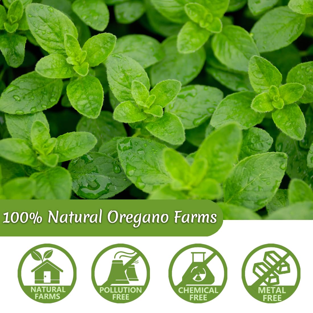 ULTHMOK Oregano Tea Bags, 100% Natural Leaves, Caffeine Free, 50 Count