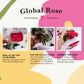 GlobalRose Fresh Cut Assorted Roses - 100 Roses (4 Bundles of 25) Fresh Bouquet for Birthday, Anniversary, Womens Day, or Home