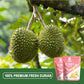 BESTORE Freeze Dried Durian Snack - Premium Thai Golden Pillow Crisp, 3 Pack, 36g, No Added Sugar, Small Size